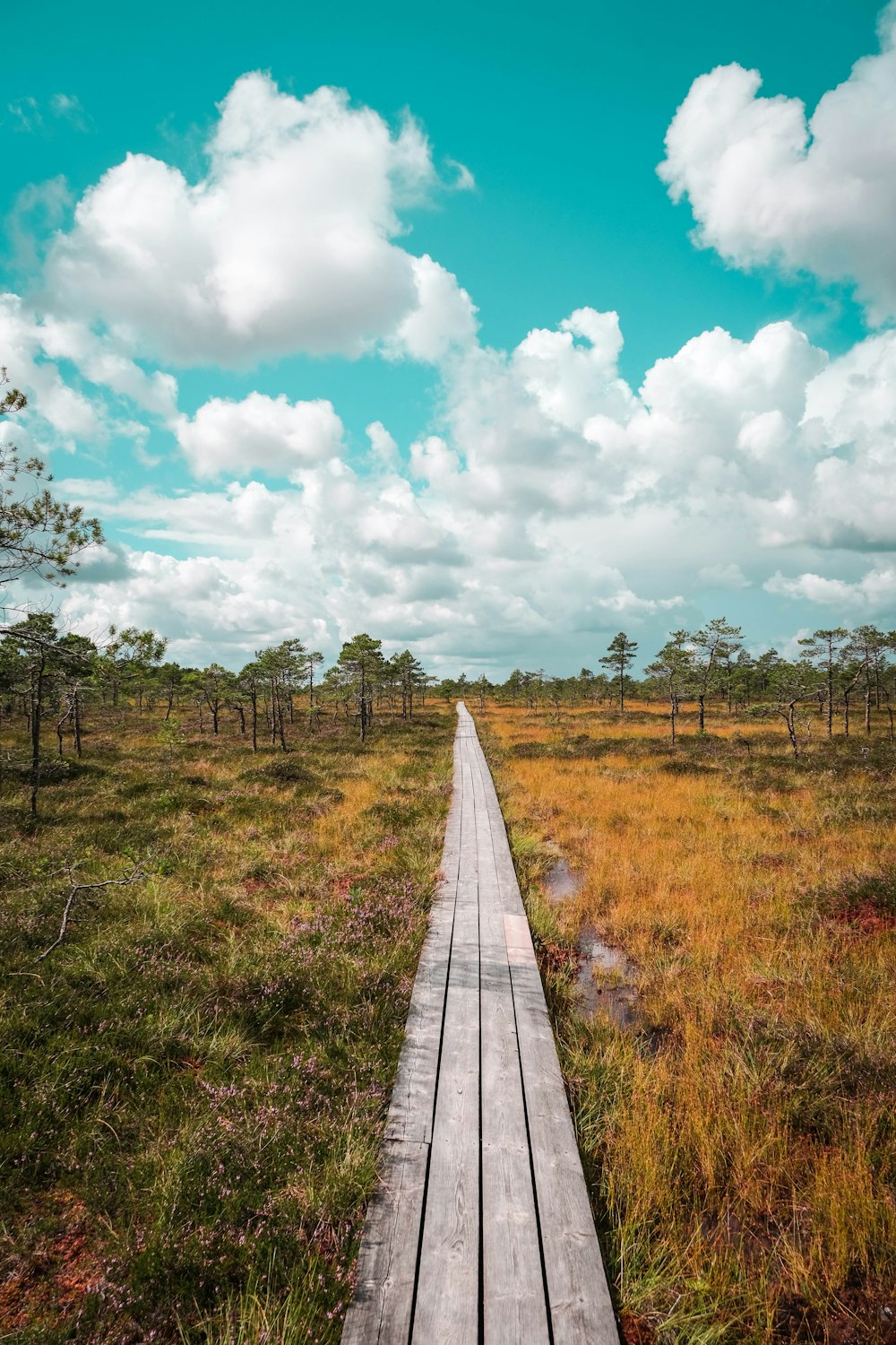 brown wooden pathway between green grass field under blue and white cloudy sky during daytime