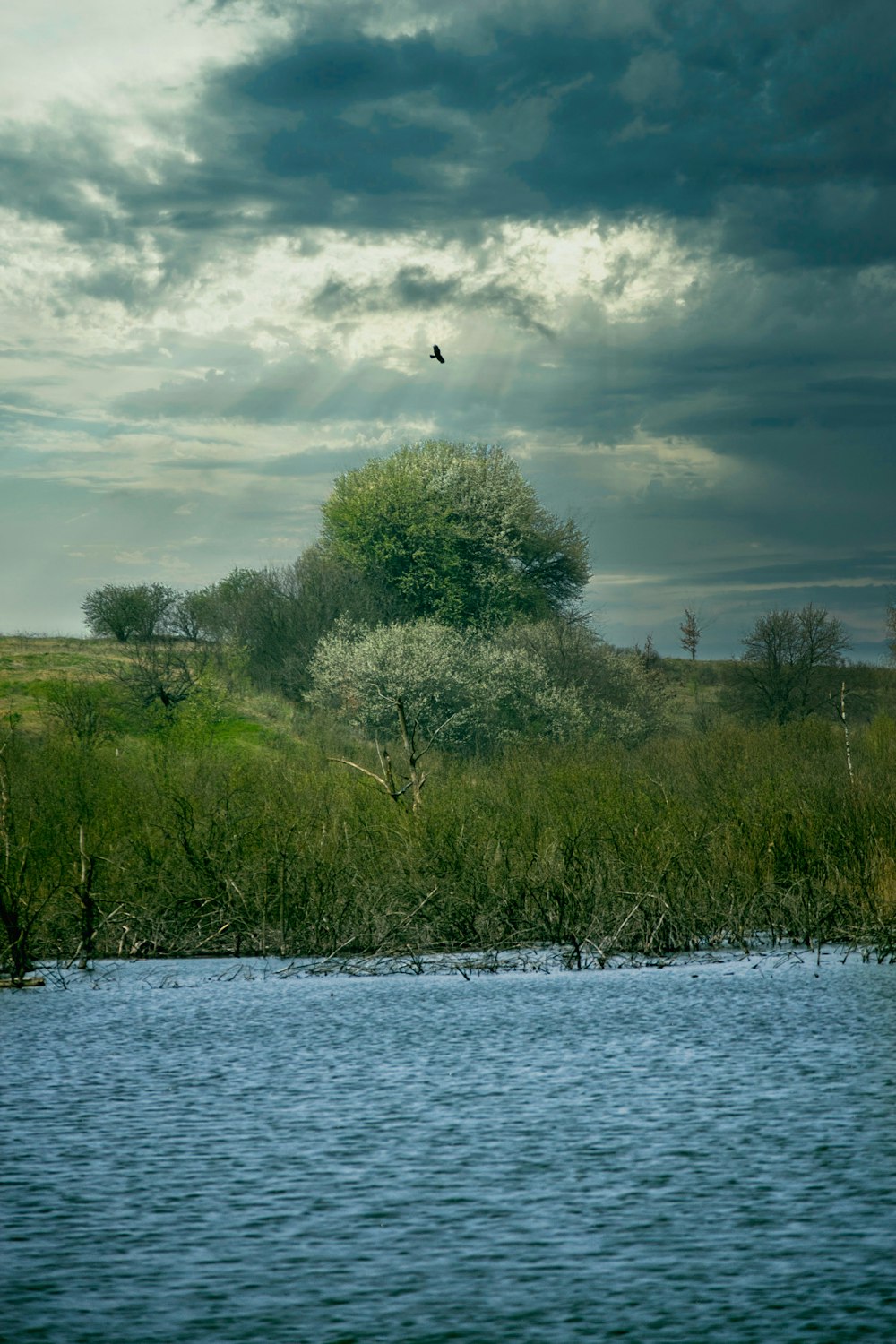 green grass and trees near body of water during daytime