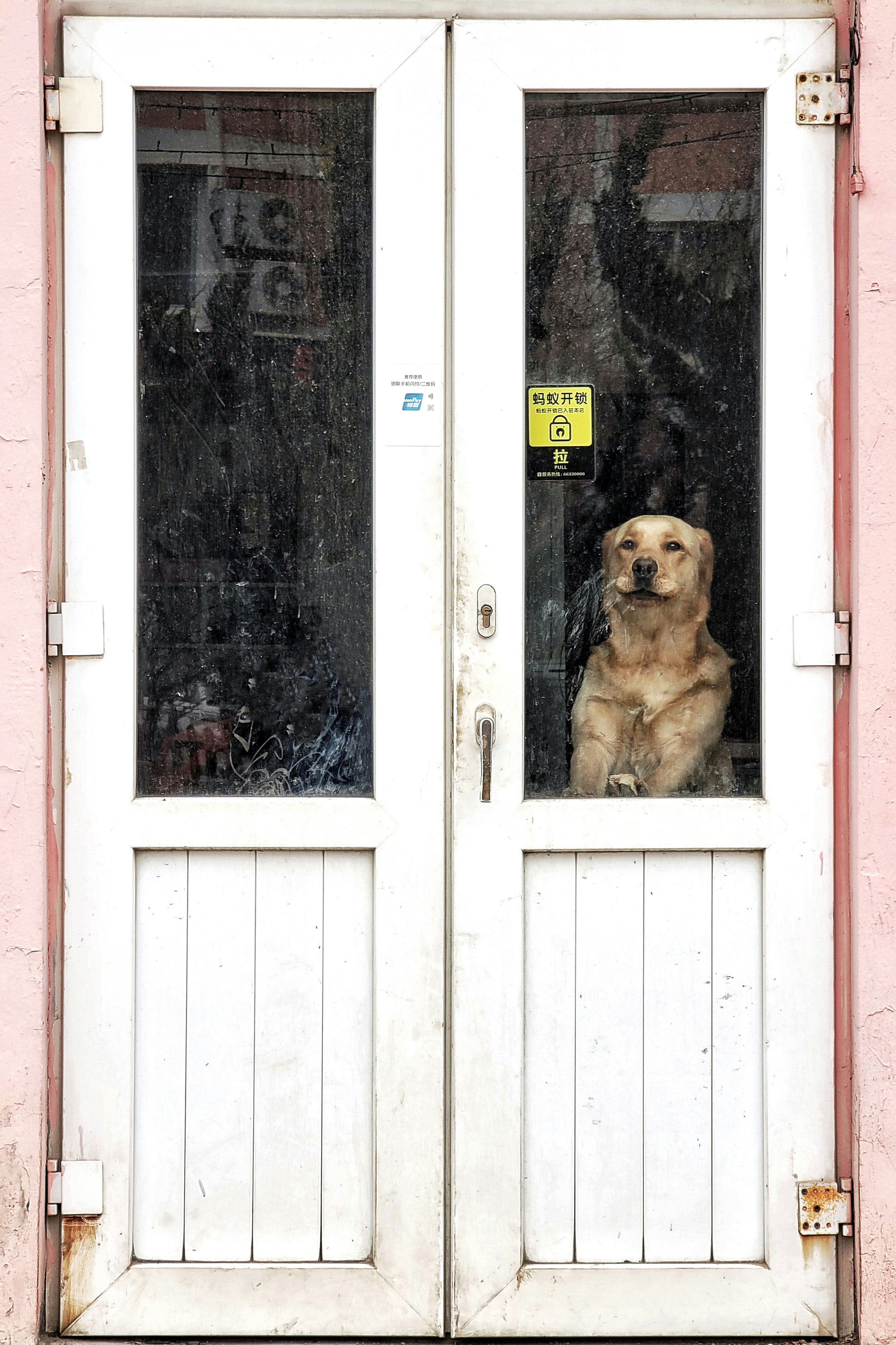 A service dog helping to open a door