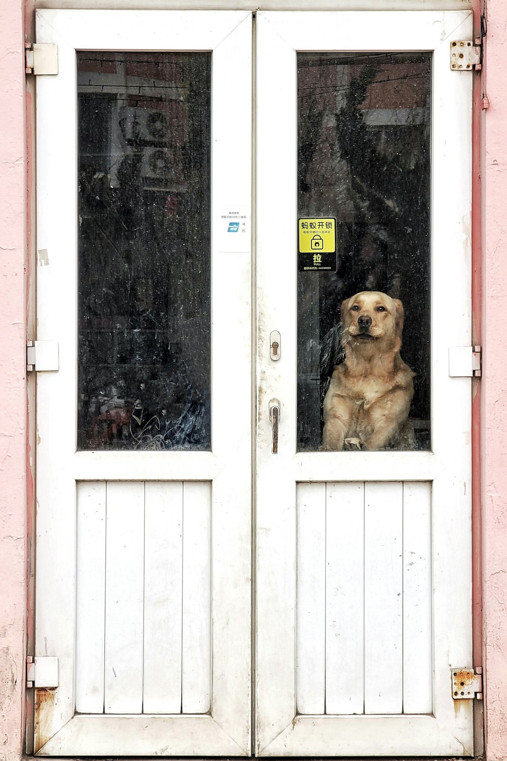 brown short coated dog sitting on white wooden door