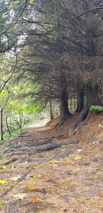 A narrow dirt path winds through a dense woodland area bordered by tall trees with thick foliage. The ground is covered with fallen leaves and exposed tree roots, creating a rustic and natural aesthetic. Soft, diffused natural light filters through the branches, highlighting shades of green, brown, and yellow. The scene conveys a peaceful and serene atmosphere, inviting a leisurely walk or contemplation.