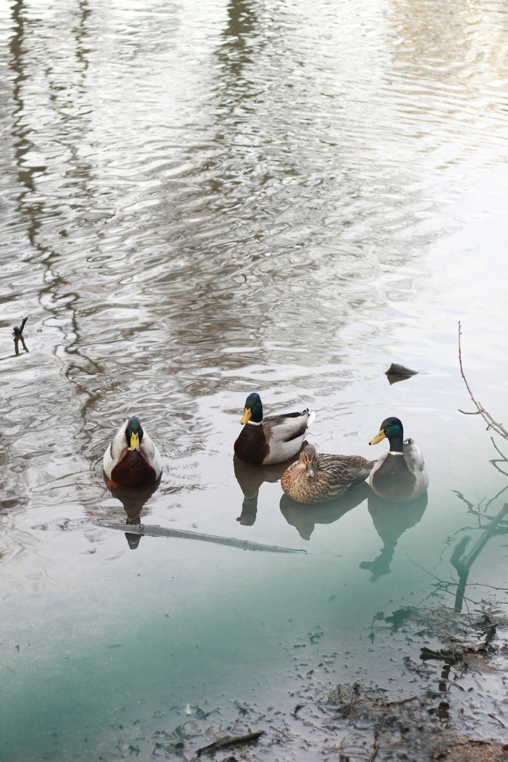 three mallard ducks on water during daytime