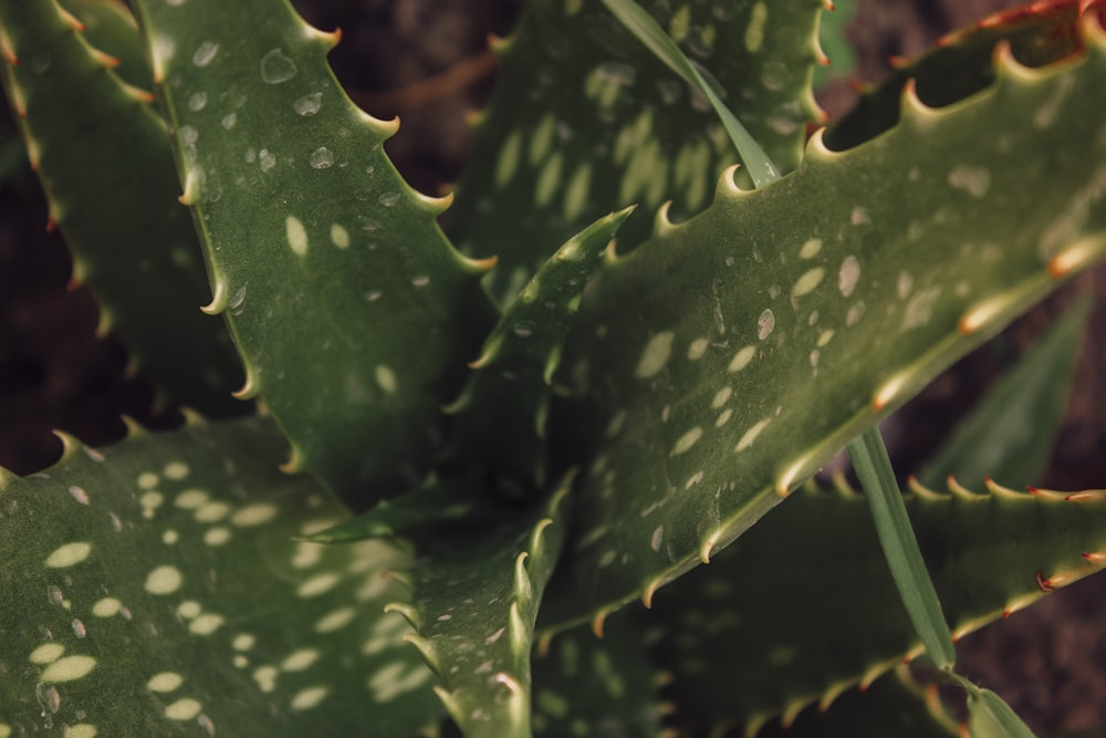 water droplets on green plant