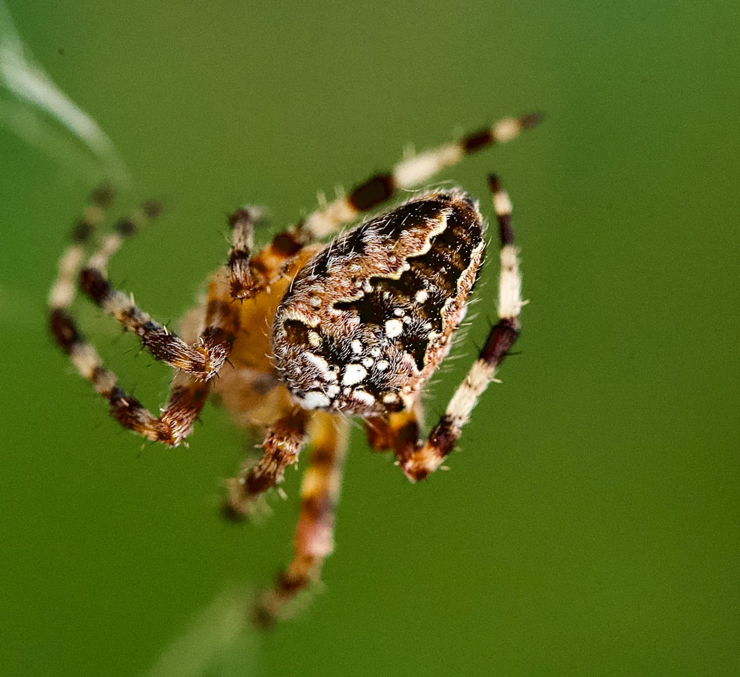 brown and black spider on green leaf in macro photography