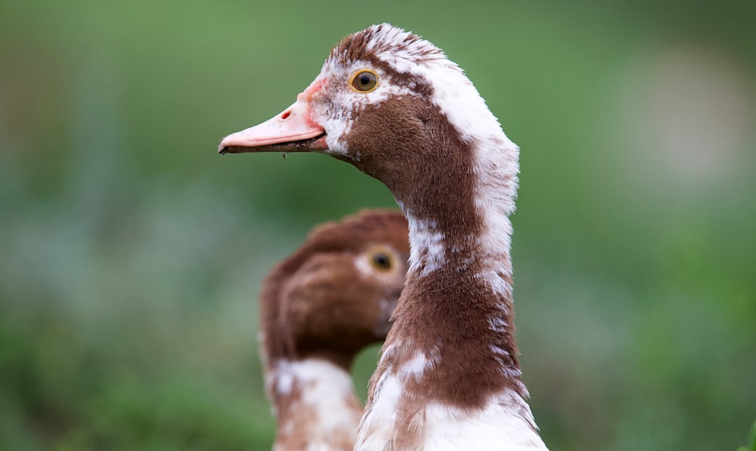 brown and white duck in close up photography