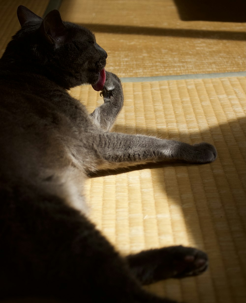 black and gray cat playing with a cat