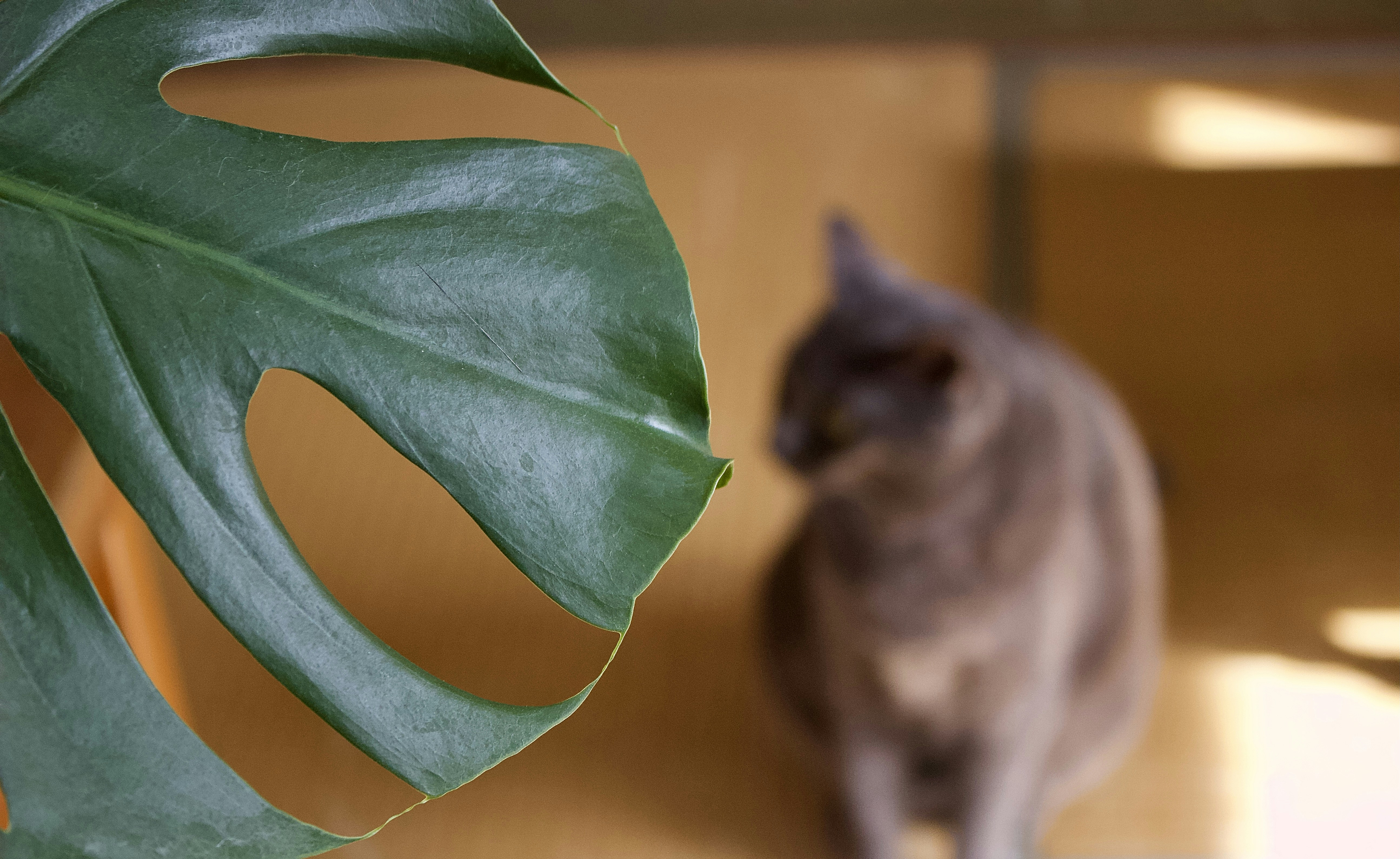 9 lives isn't enough to capture the amazing-ness of cats. You need high-quality, professionally photographed images to do that. Unsplash's collection of cat images capture the wonder of the kitty in high-definition, and you can use these images however you wish for free.