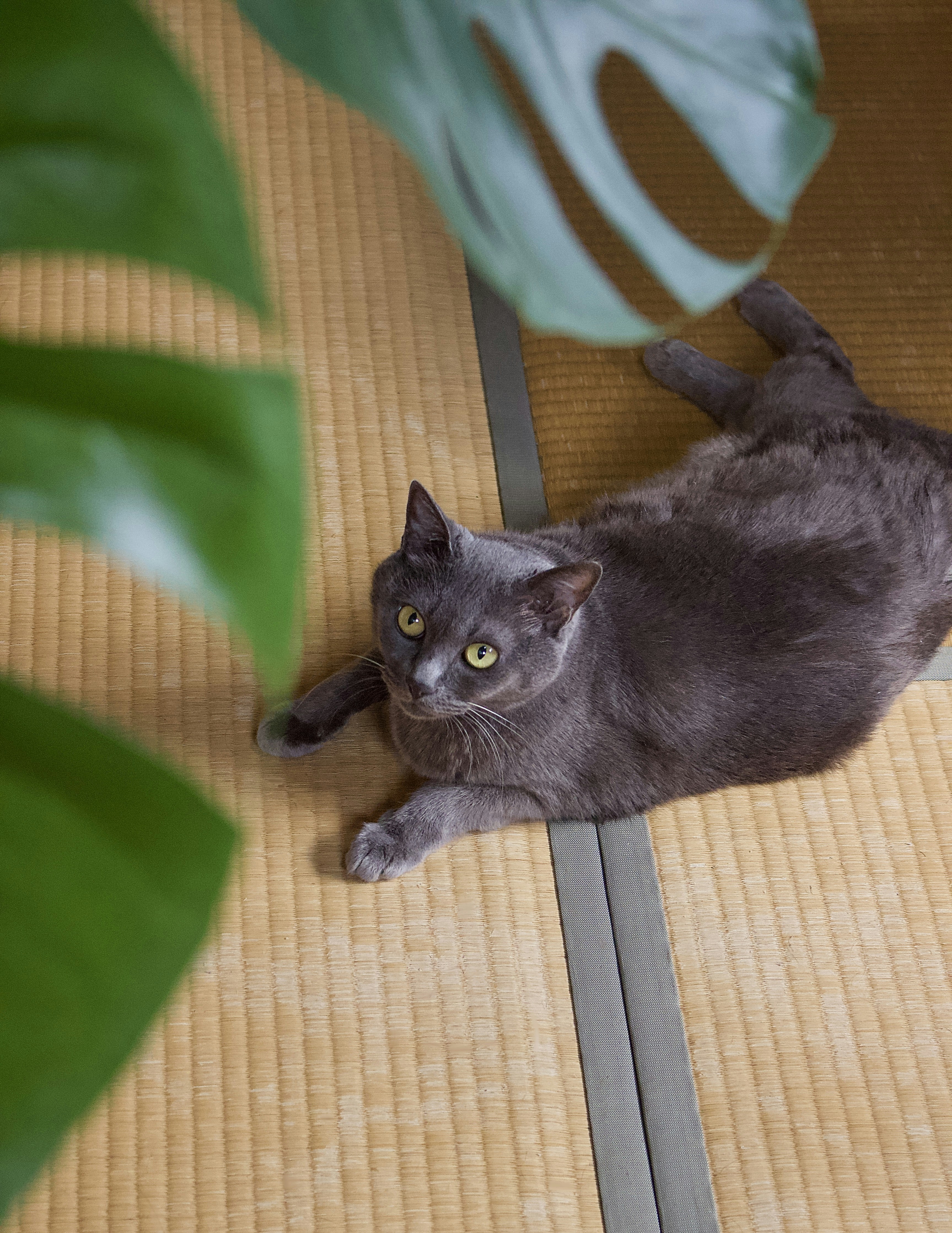 black cat on brown and white textile