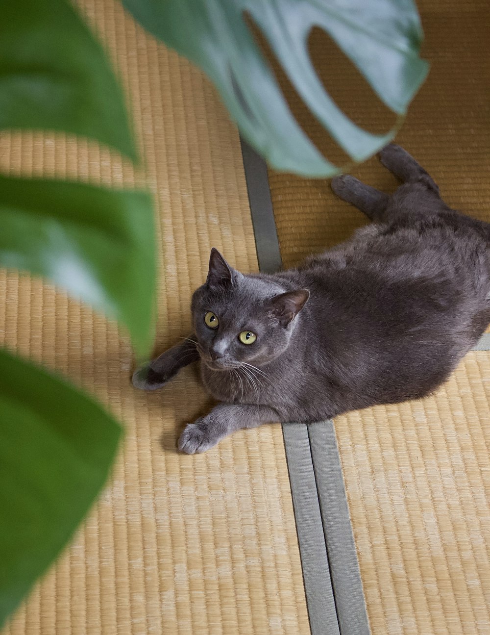 茶色と白のテキスタイルに黒猫