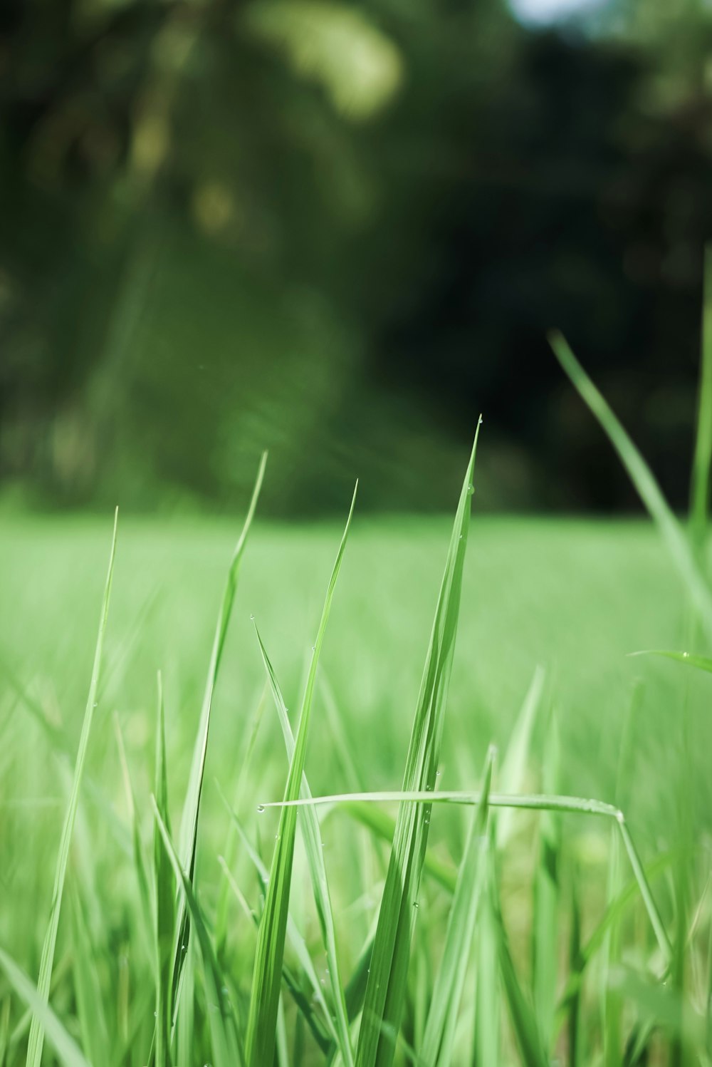 green grass field during daytime