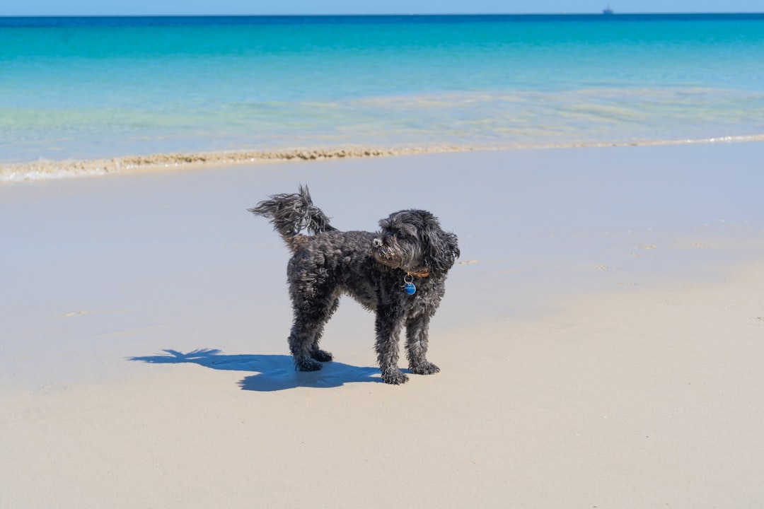black long coated dog on white sand during daytime