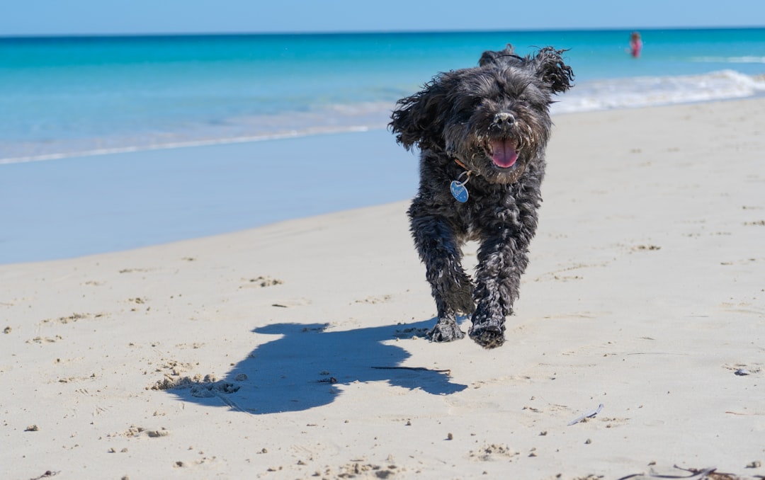black long coated dog on beach during daytime