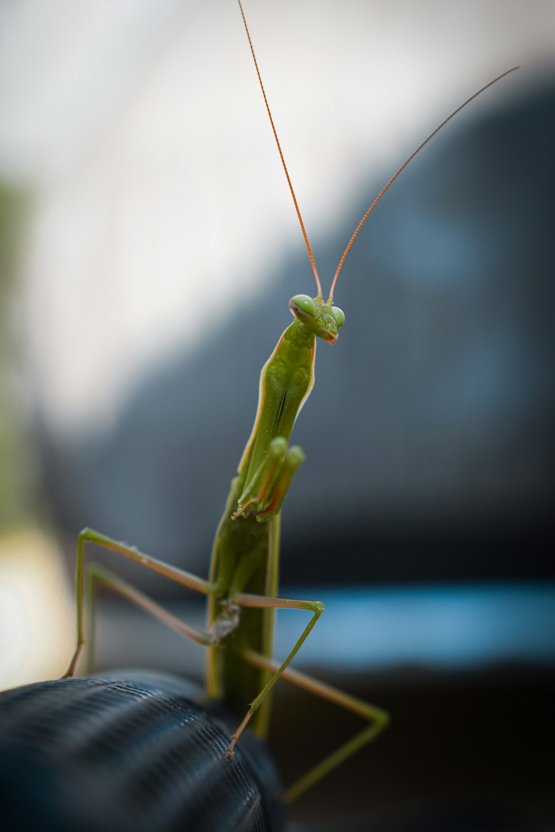 green praying mantis on black surface in close up photography during daytime