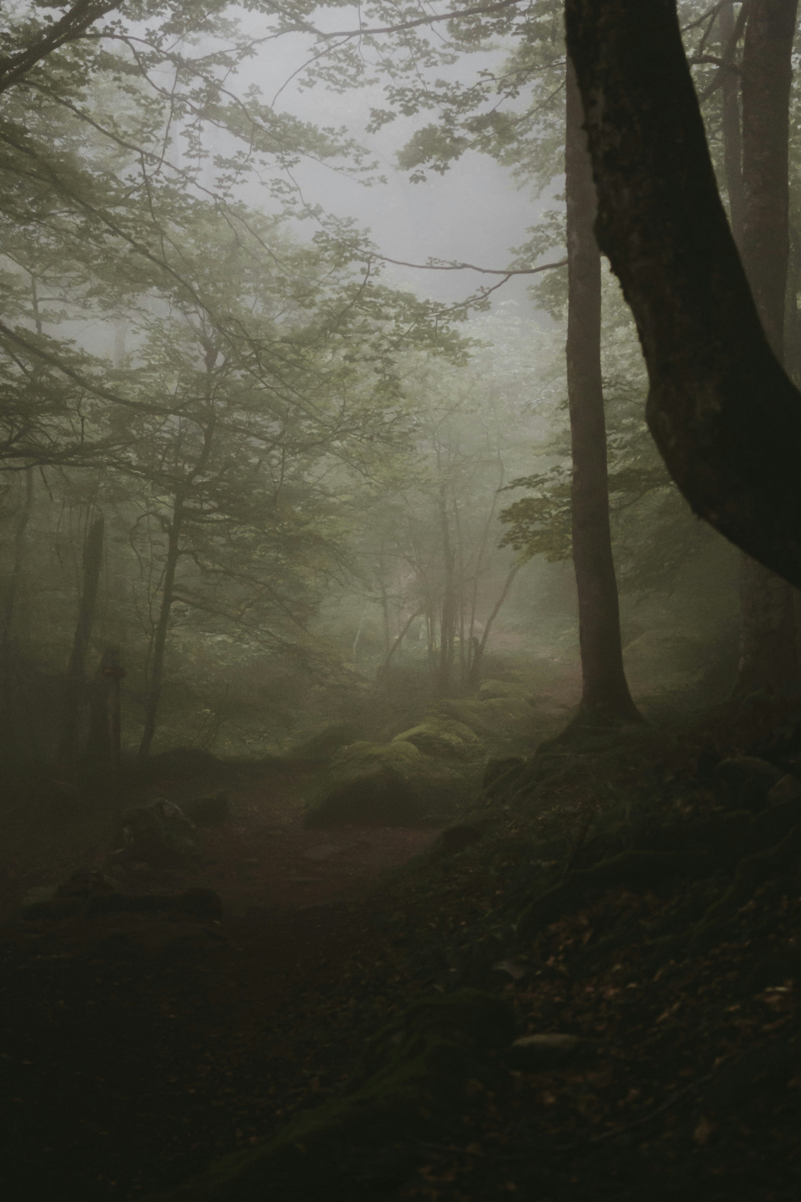 How Government R&D Funding Shapes Private Innovation Investment