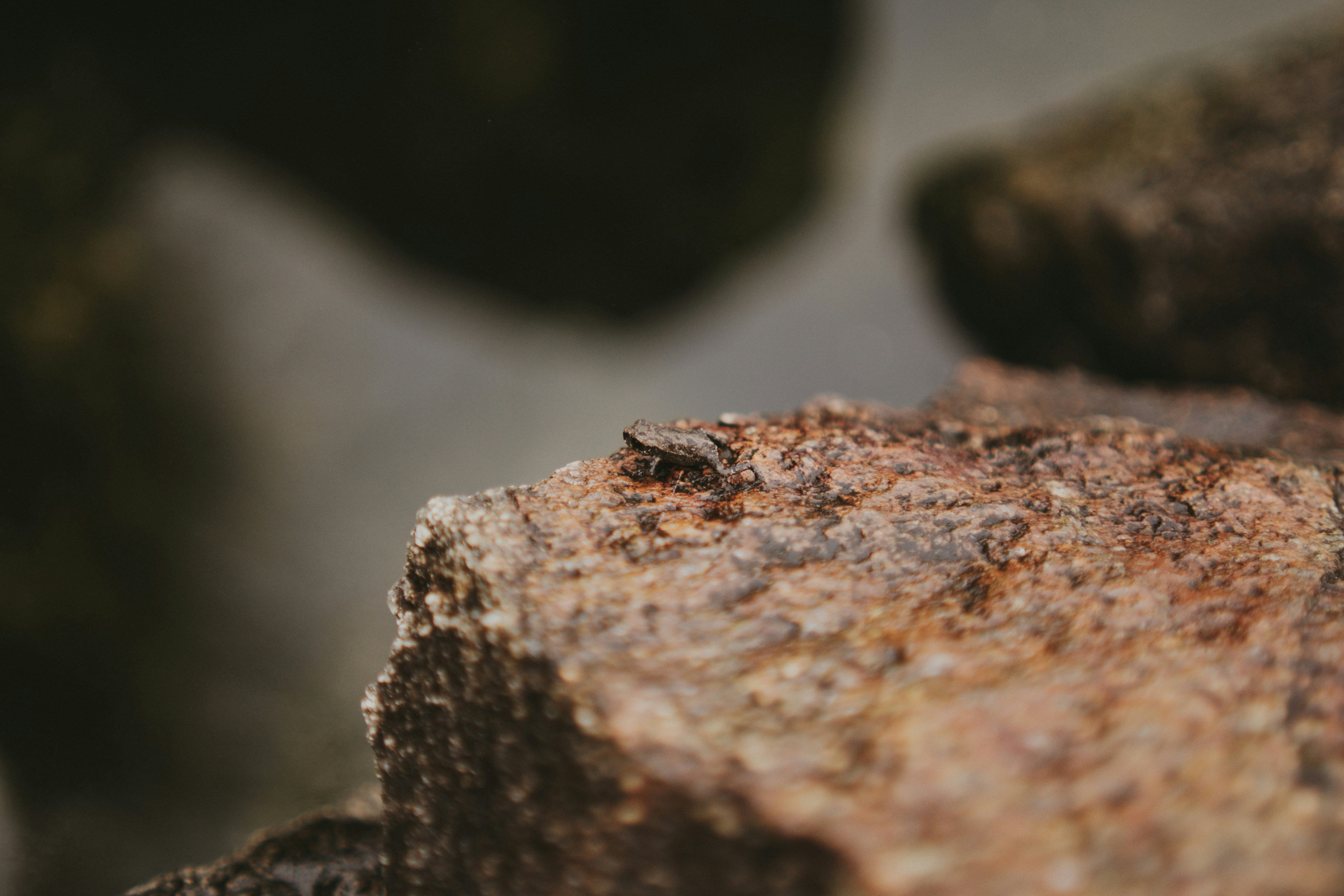 brown and black insect on brown rock