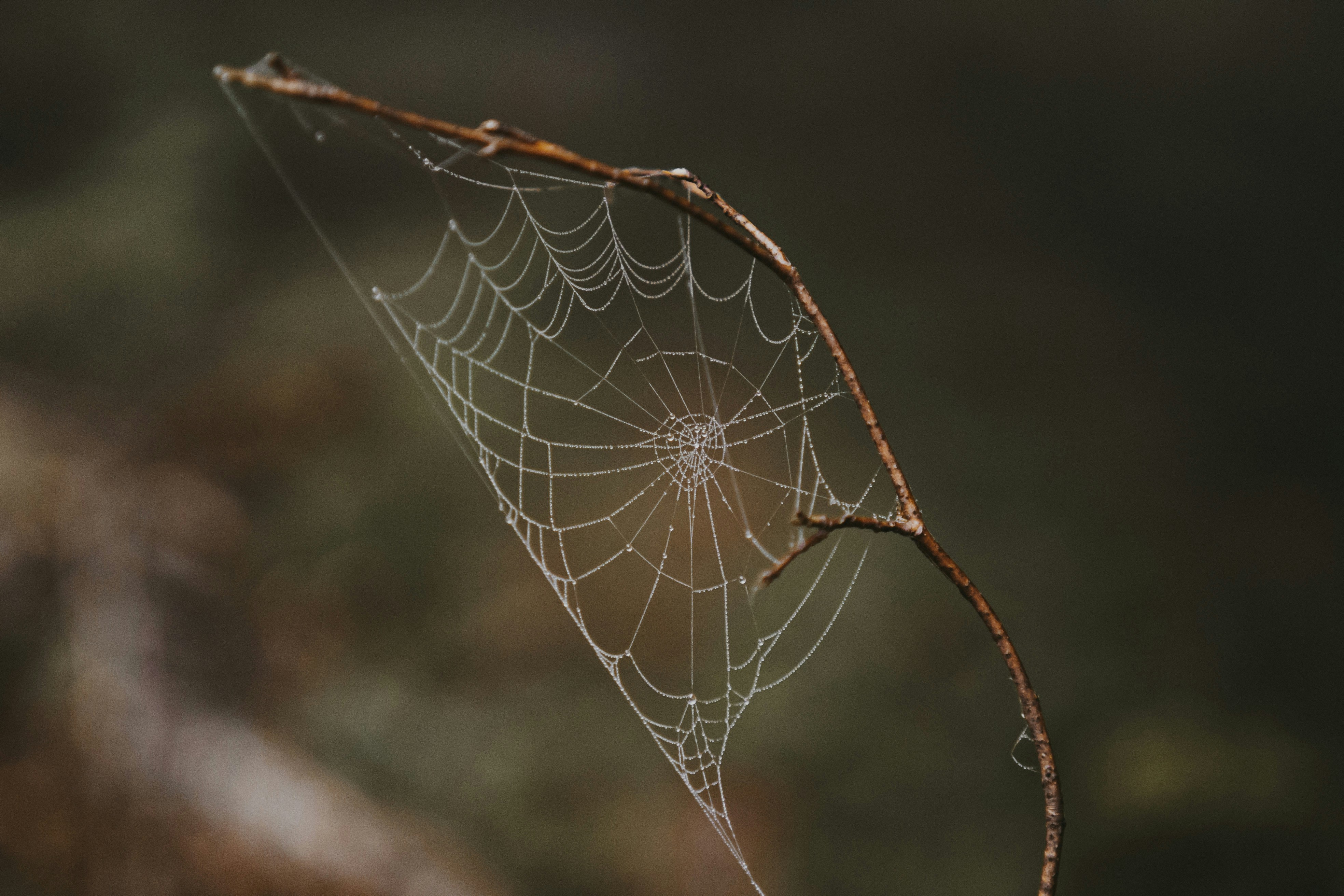 Spider web in close up photography photo – Free Wallpaper Image on Unsplash