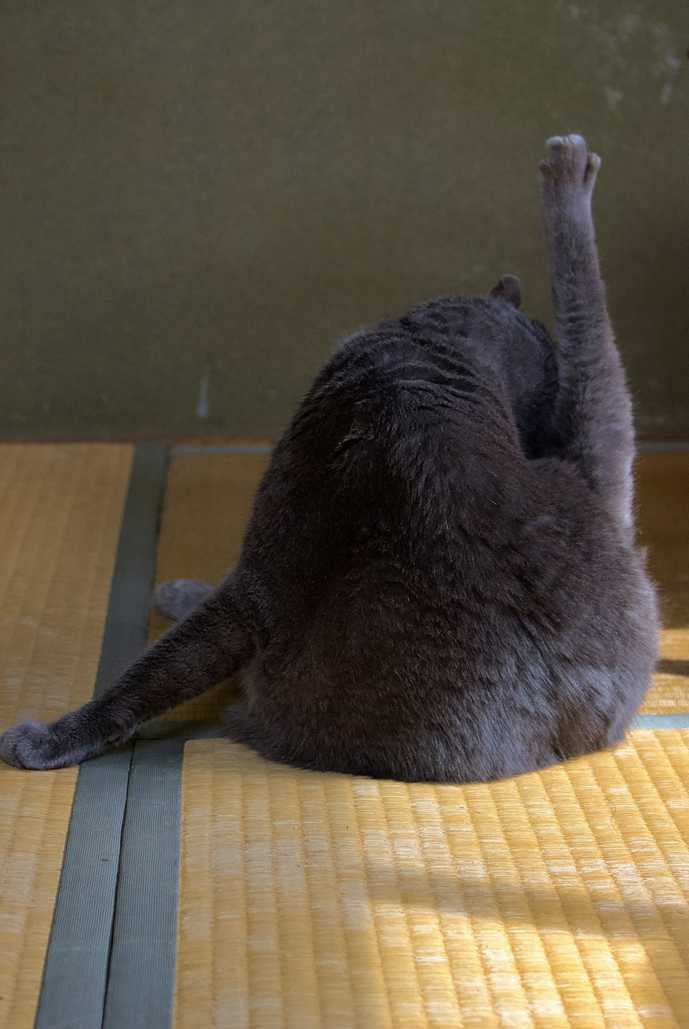 russian blue cat lying on brown woven chair