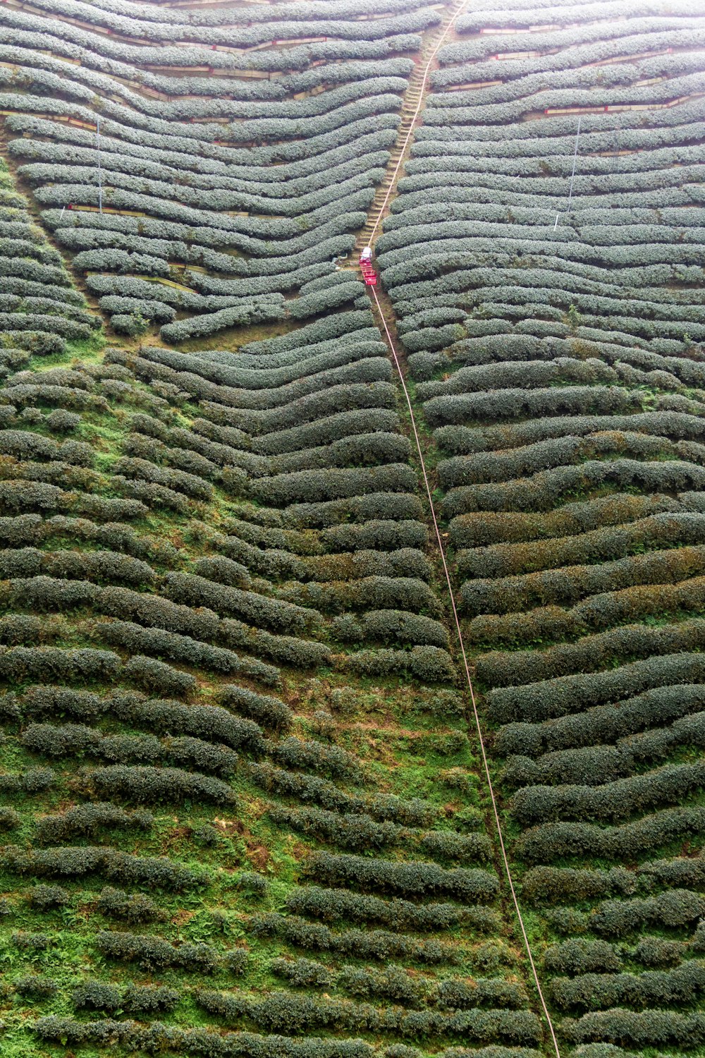 green and grey plant leaves