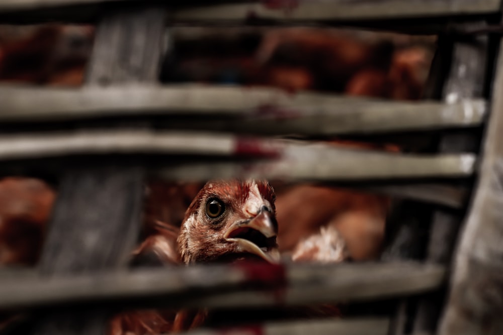 brown and white chicken on brown wooden cage