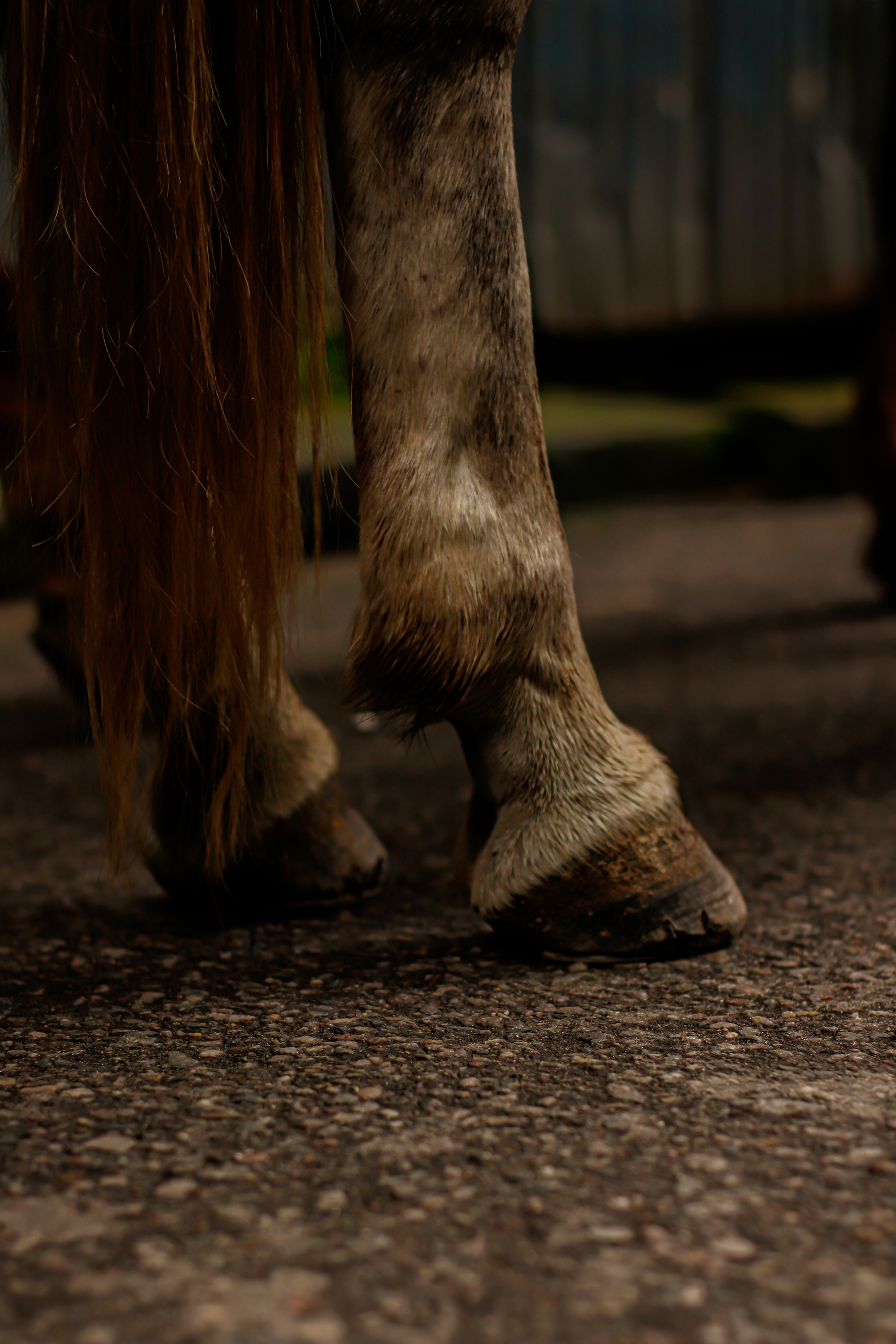 Braunes Pferd geht tagsüber auf der Straße