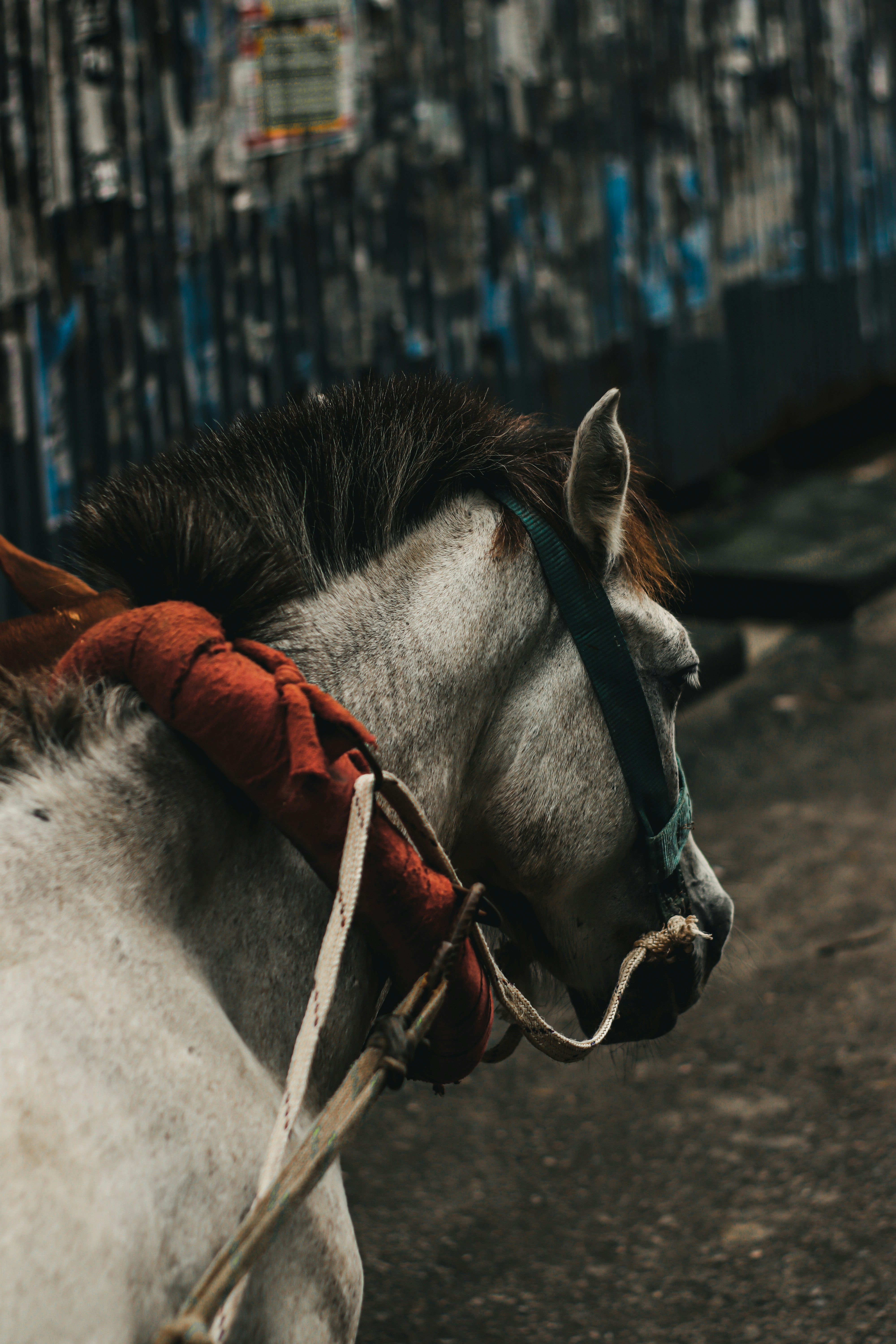 Close-up of hands tying a horse's mane with colorful ribbons outdoors.