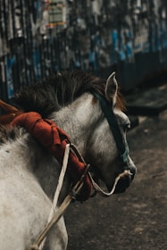 Close-up of hands tying a horse's mane with colorful ribbons outdoors.