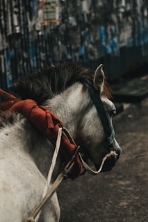 Close-up of hands tying a horse's mane with colorful ribbons outdoors.