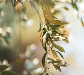 green leaves in tilt shift lens