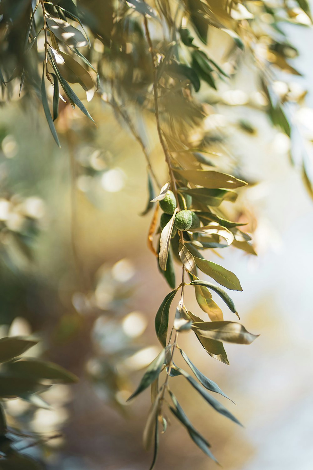 green leaves in tilt shift lens