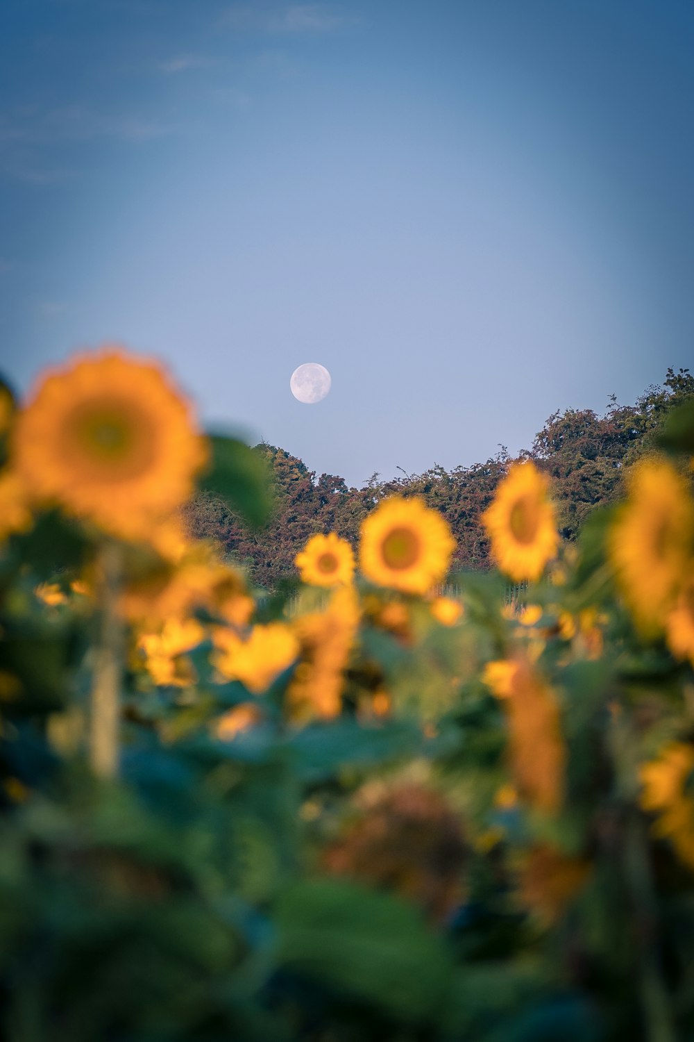 yellow sunflower field during daytime