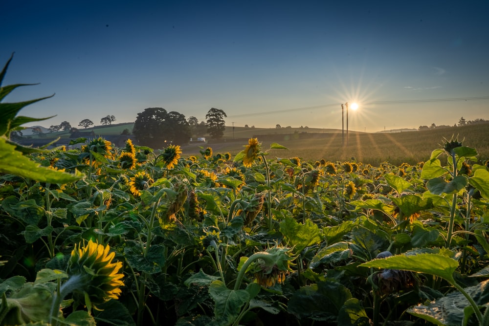 sunflower field under blue sky during daytime