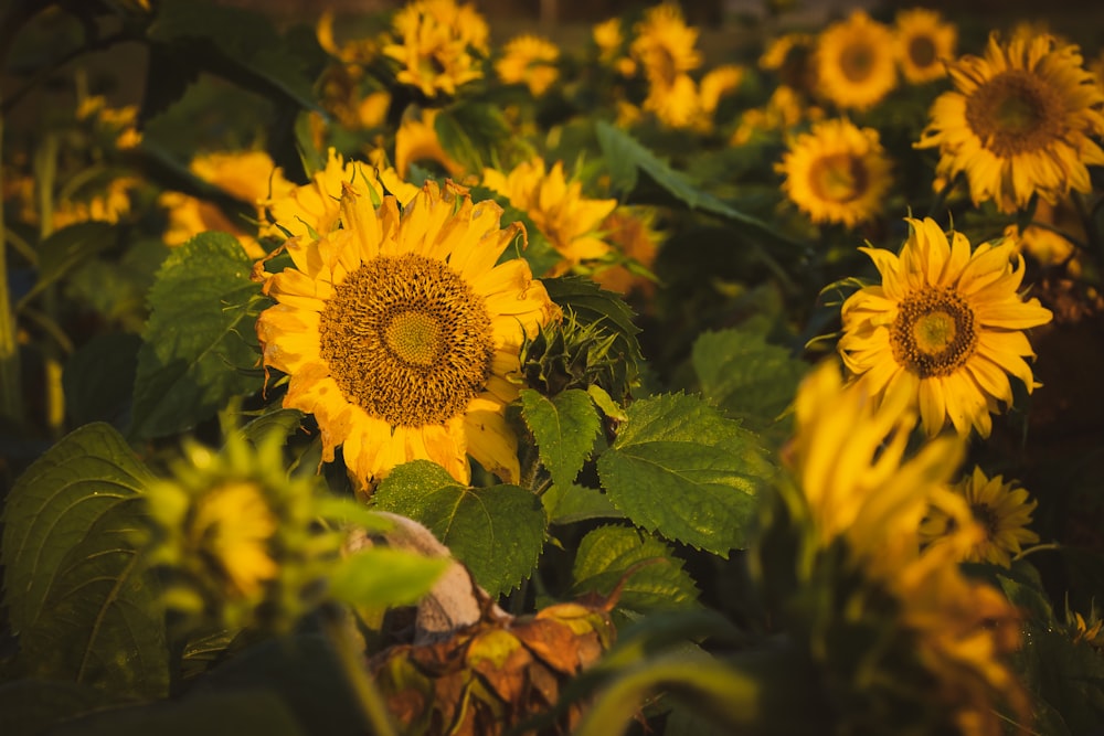 yellow sunflower in bloom during daytime