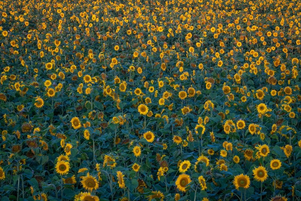 yellow flower field during daytime