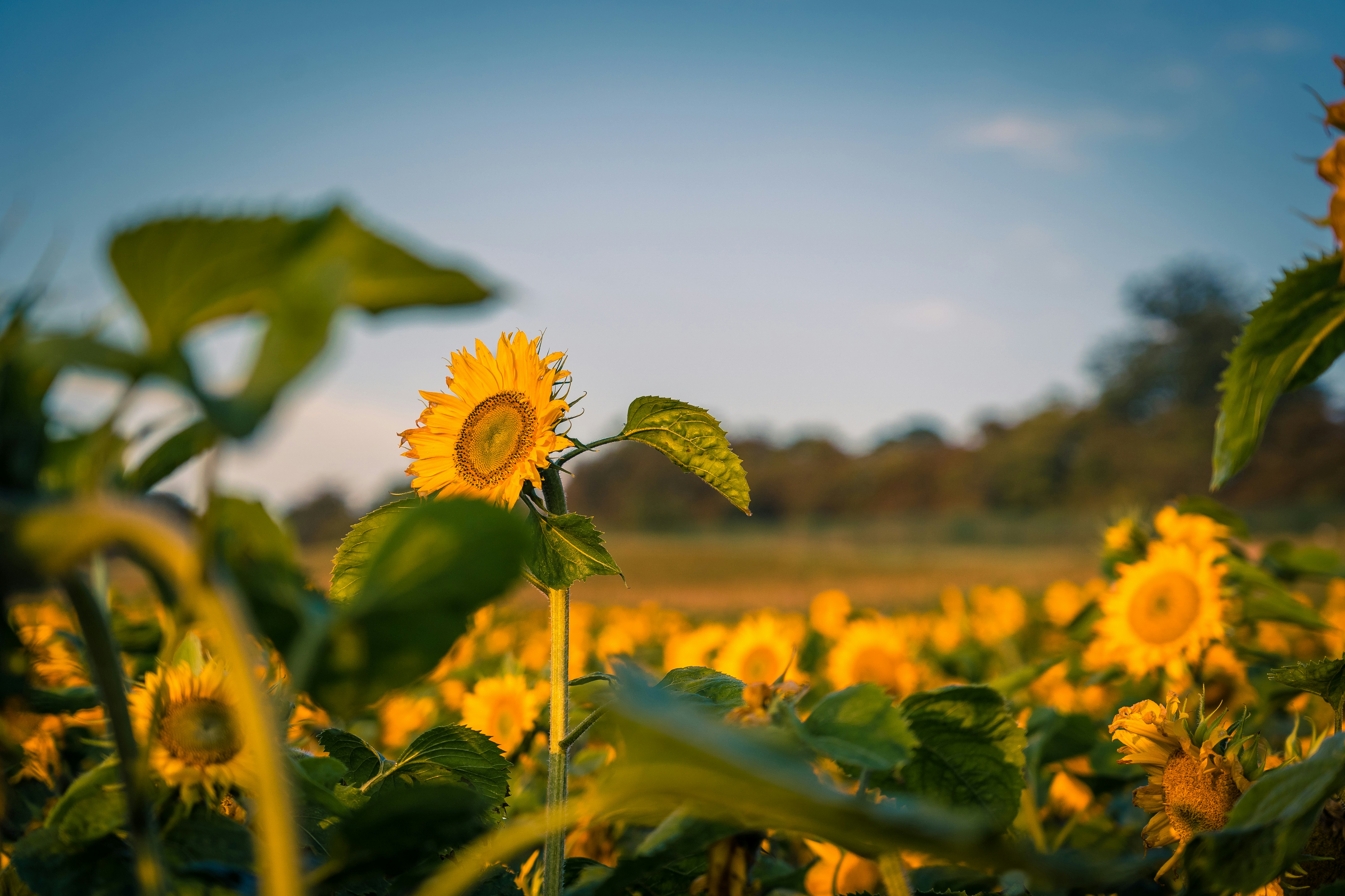 photo-1629797476194-676af5633f30?ixid=M3wxMjA3fDB8MXxzZWFyY2h8MjB8fGFtYXppbmd8ZW58MHx8fHwxNzY1NTI0ODUyfDA\u0026ixlib=rb-4.1.0