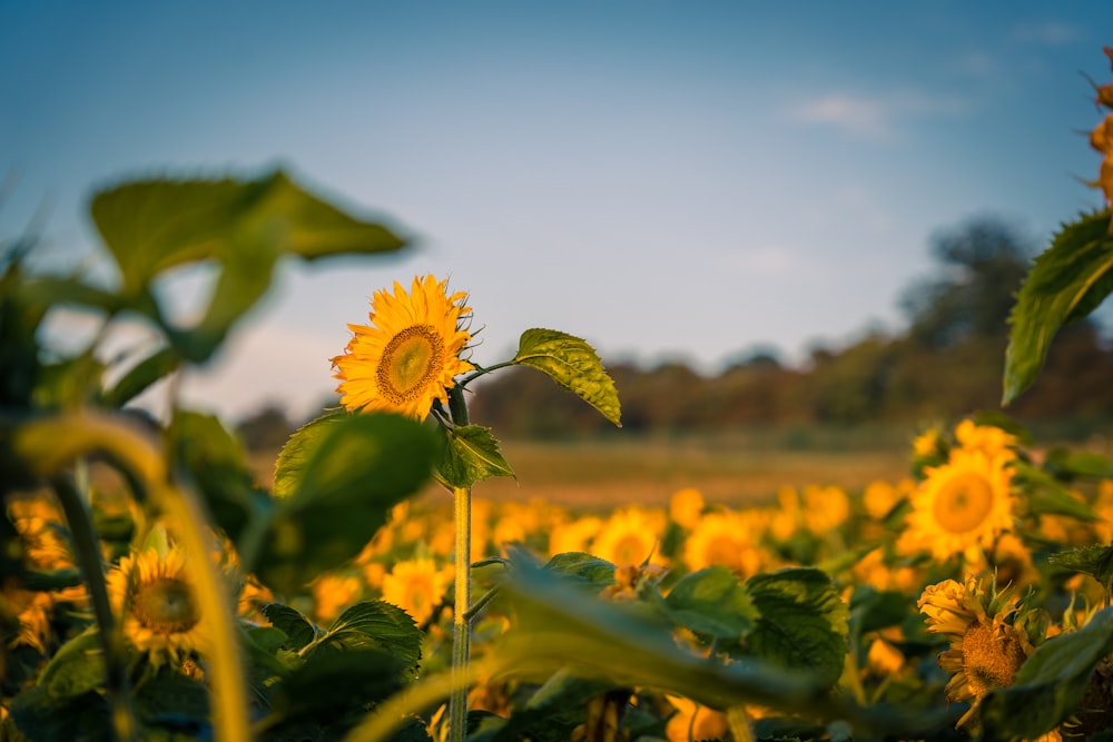 sunflower field under blue sky during daytime