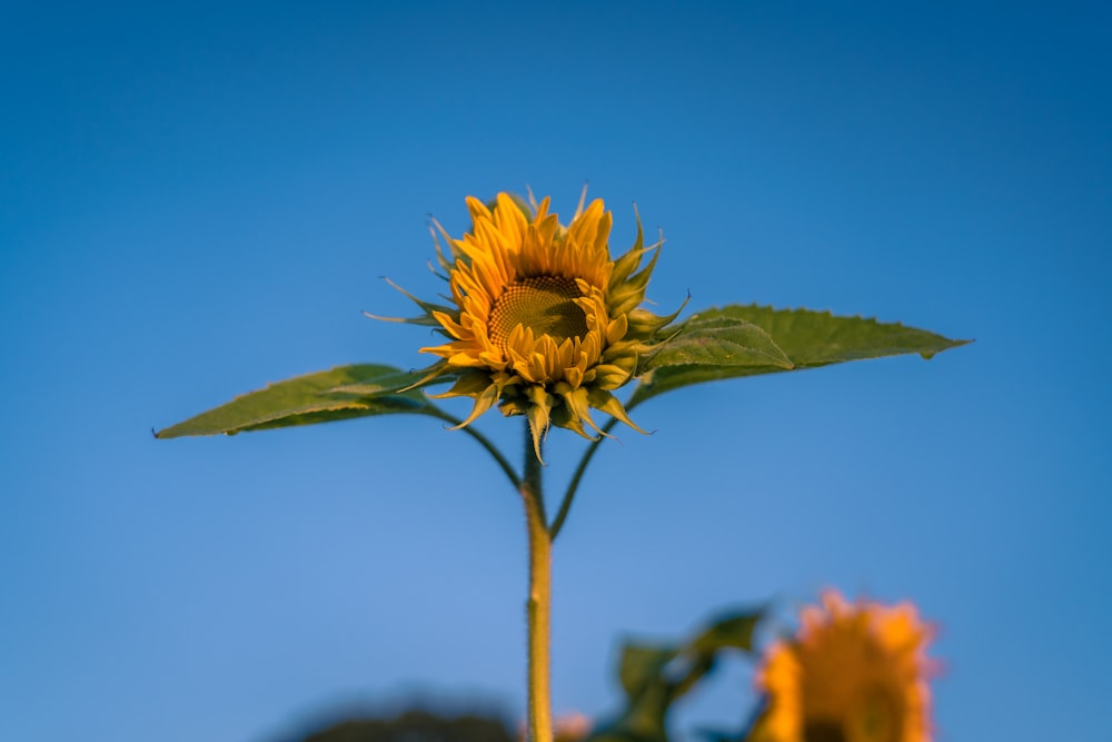 yellow sunflower in bloom during daytime