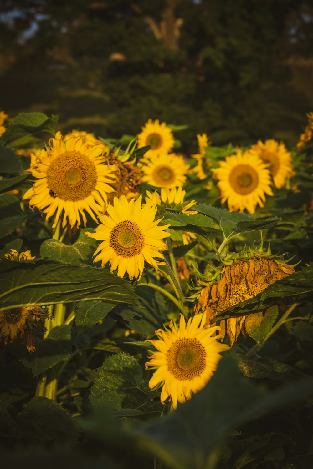 yellow sunflower in close up photography