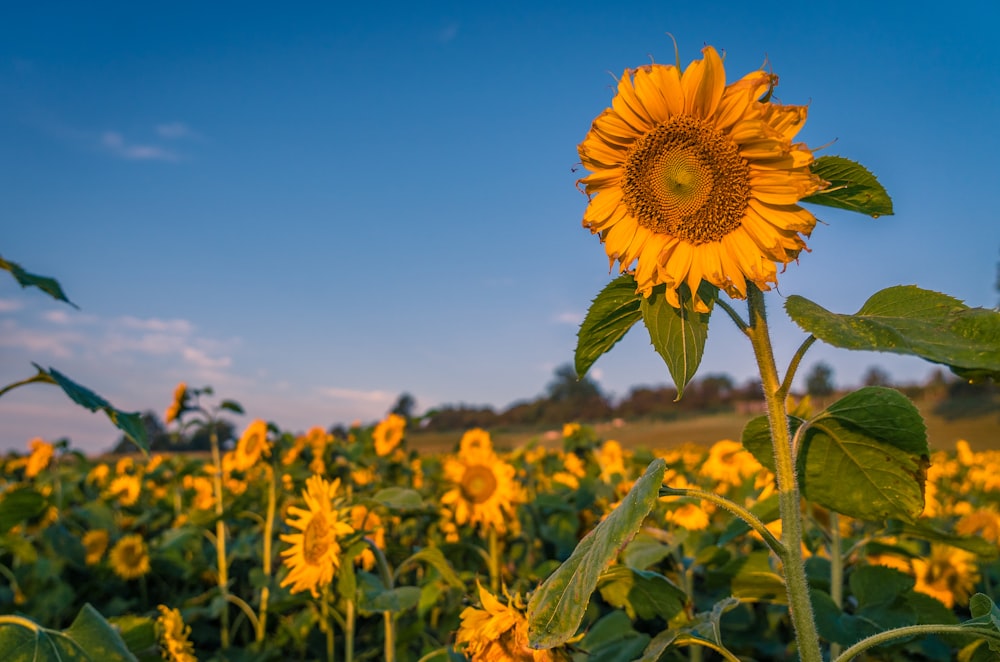 yellow sunflower field under blue sky during daytime