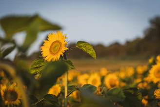 yellow sunflower field during daytime