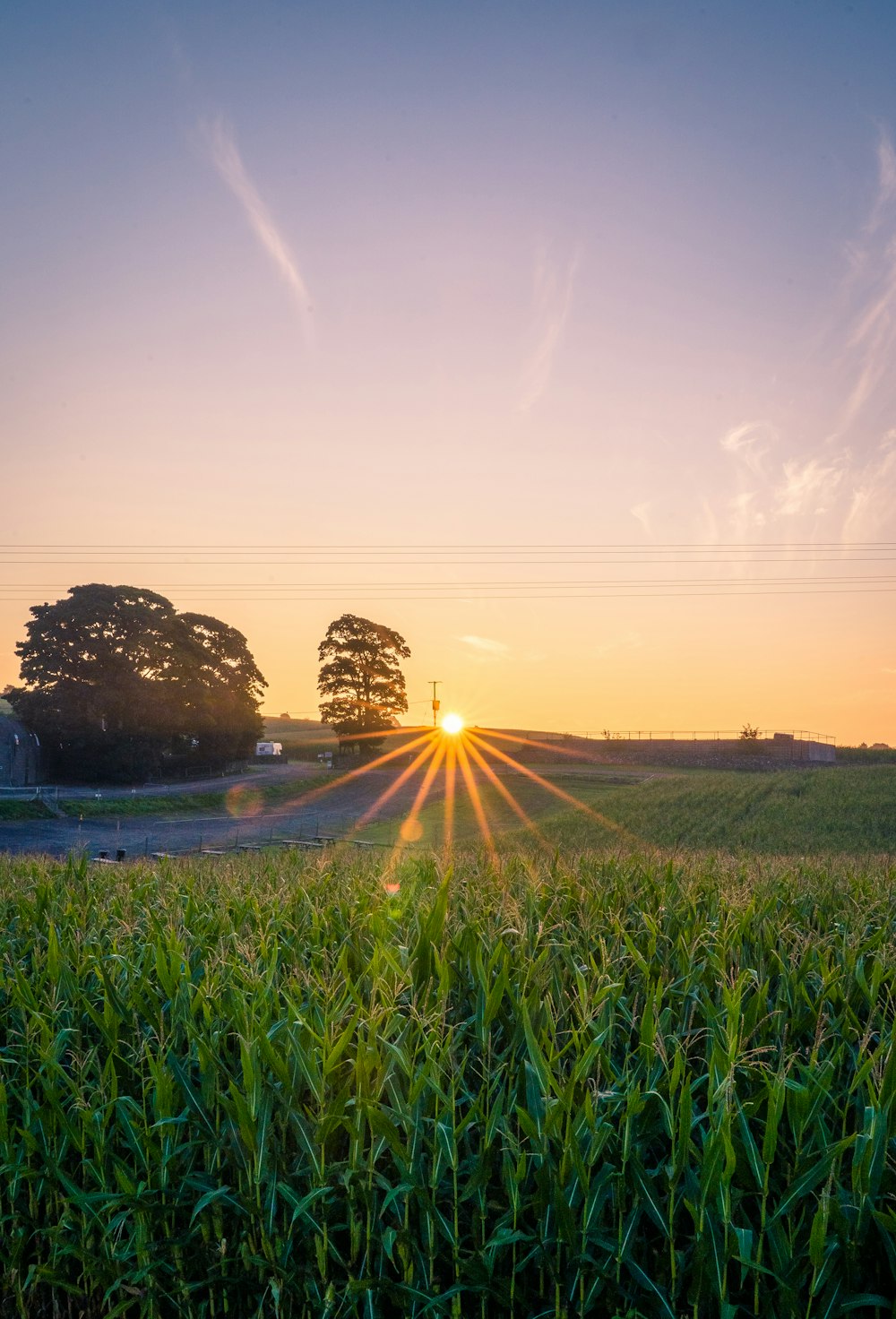 green grass field during sunrise