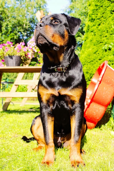 Cachorro Rottweiler saludable con House Barf
