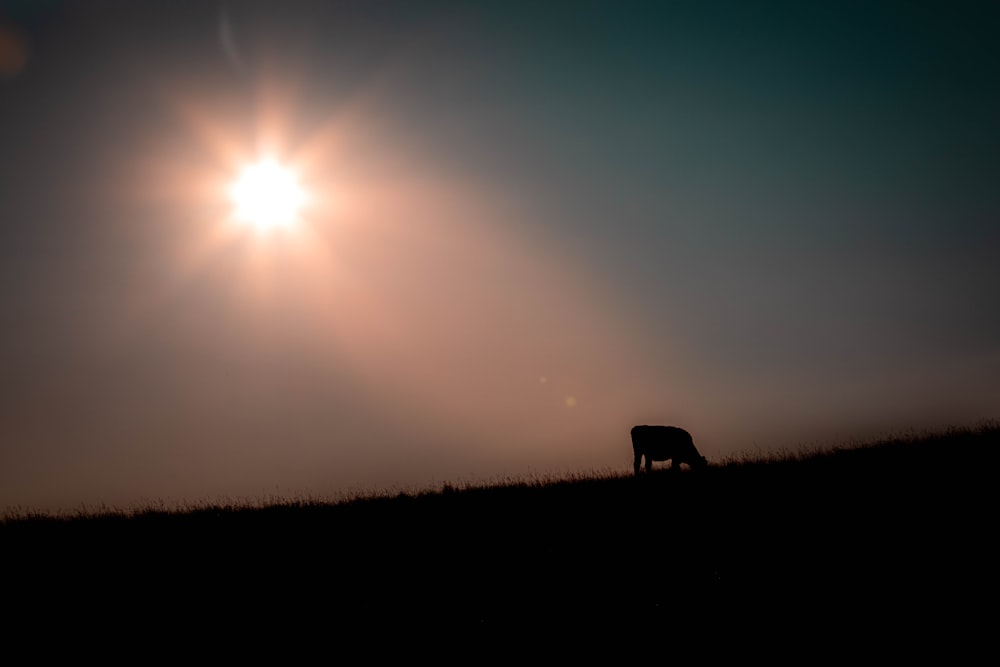 silhouette of cow on grass field during sunset