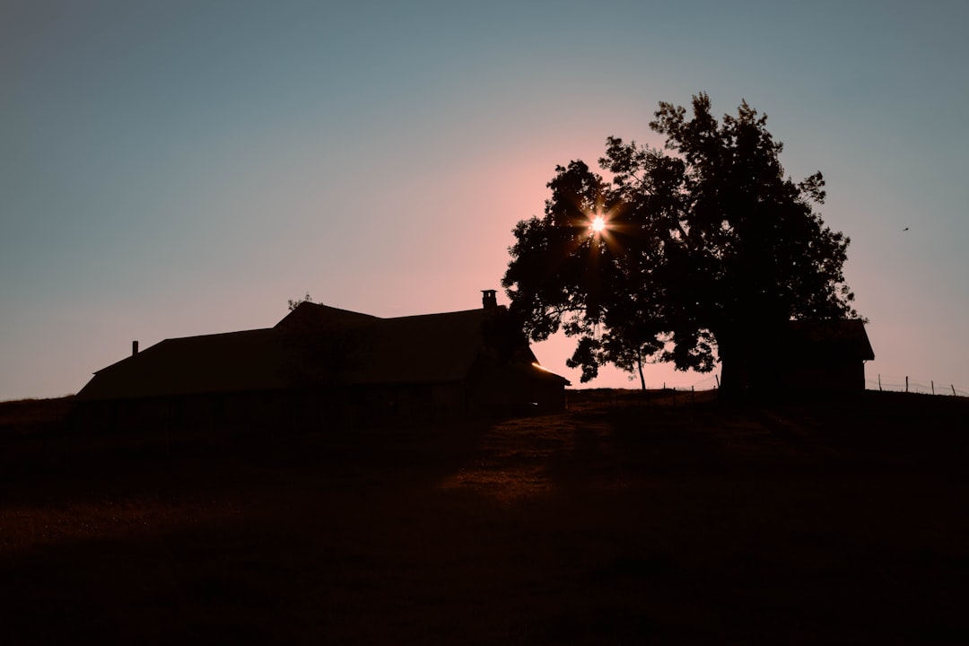 silhouette of tree during sunset