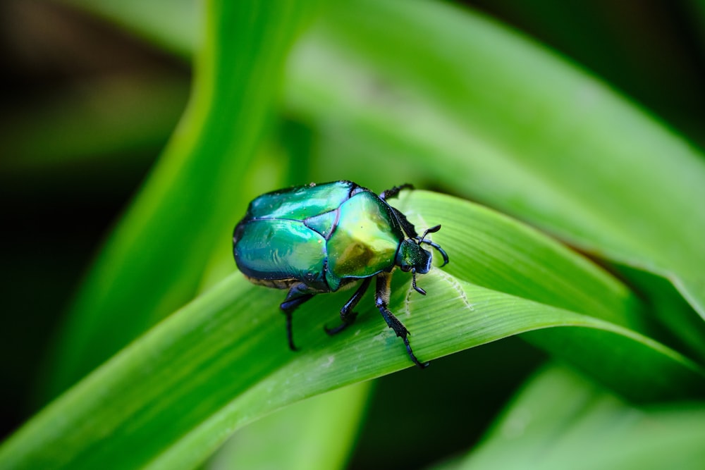 green beetle on green leaf