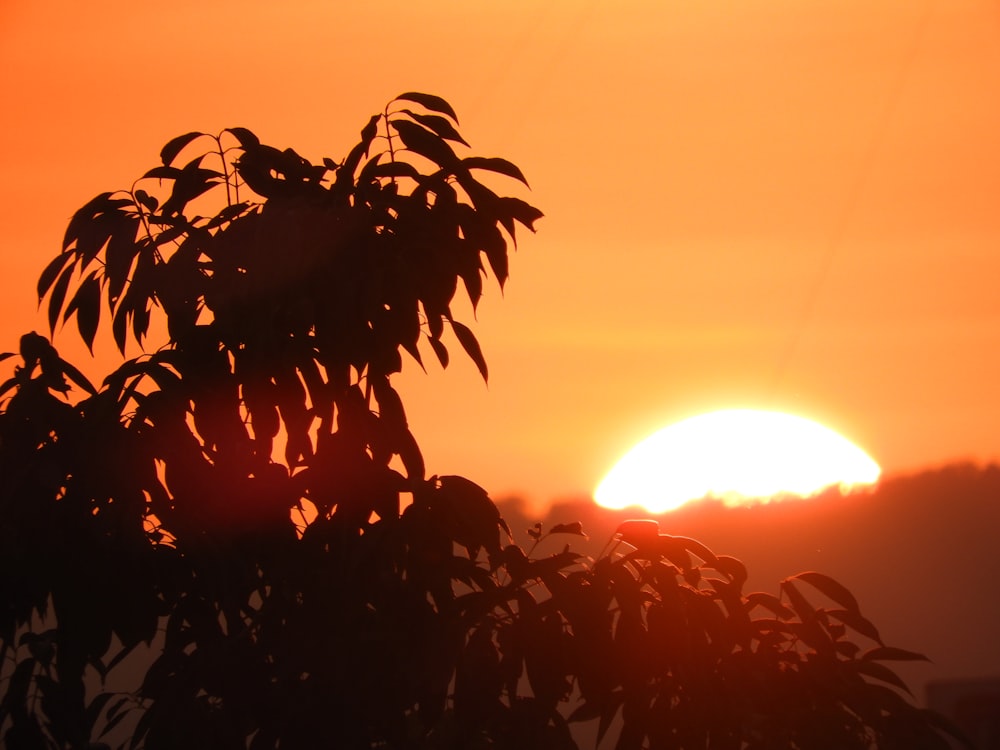 silhueta da árvore durante o pôr do sol