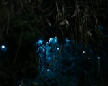 Dark-themed game scene showing a mysterious forest with glowing orbs.