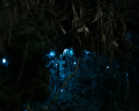 Dark-themed game scene showing a mysterious forest with glowing orbs.