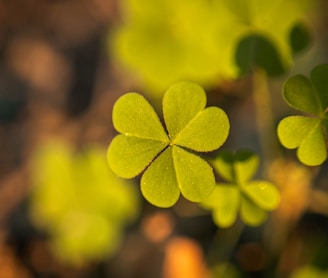 green leaves in tilt shift lens