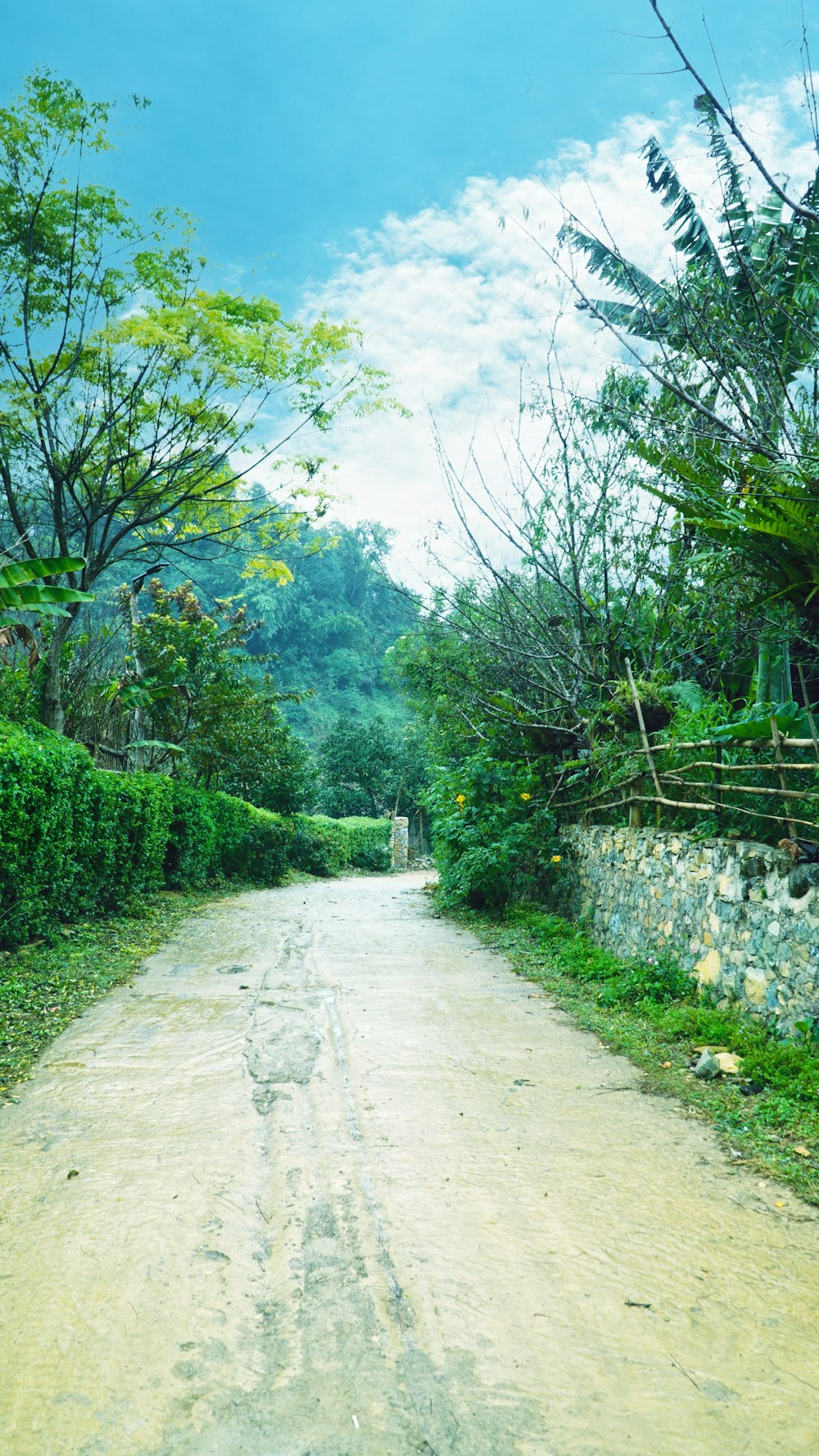 gray dirt road between green trees during daytime