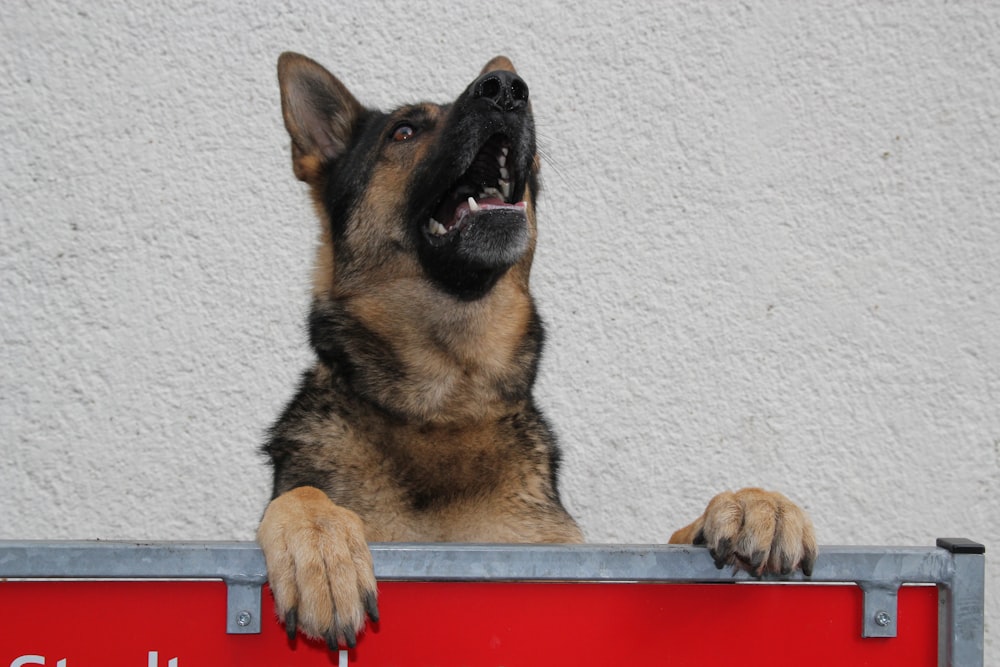 black and tan german shepherd puppy